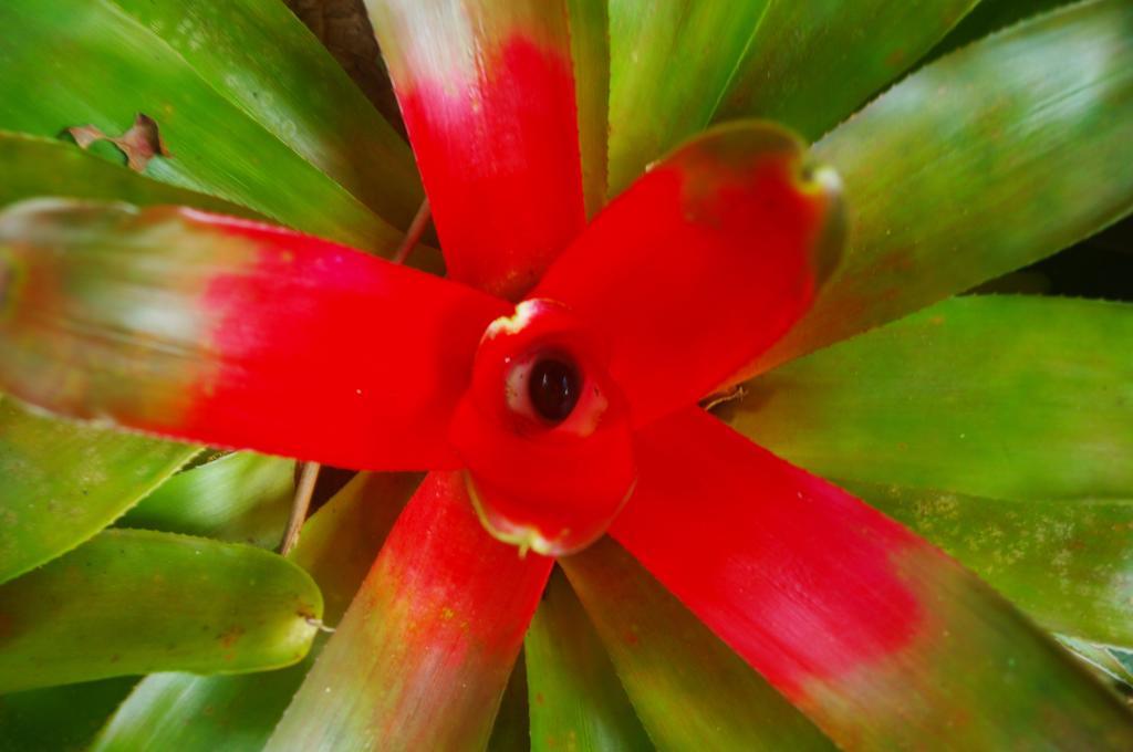 Heritage Lodge - In The Daintree Bagian luar foto