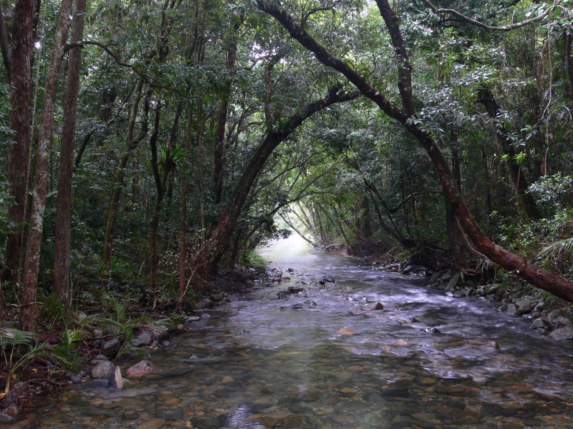 Heritage Lodge - In The Daintree Bagian luar foto