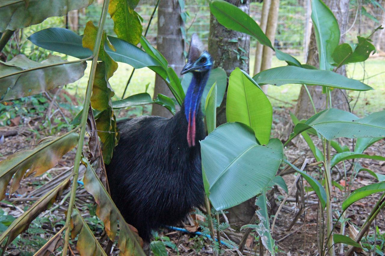Heritage Lodge - In The Daintree Bagian luar foto