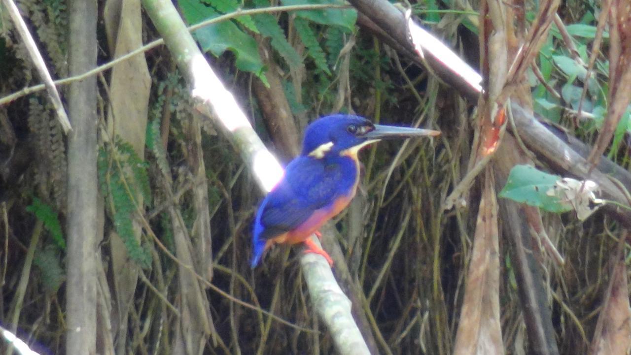Heritage Lodge - In The Daintree Bagian luar foto