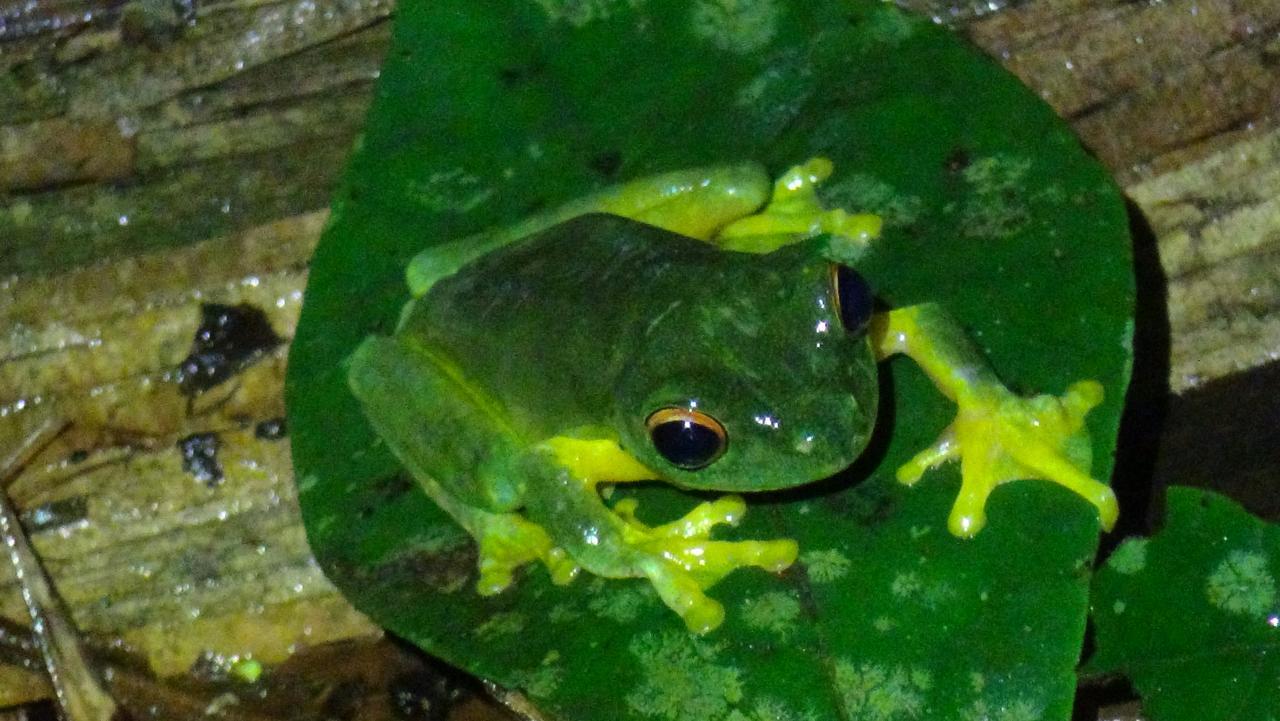 Heritage Lodge - In The Daintree Bagian luar foto